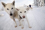 Trineos de perros husky, Laponia, Finlandia