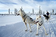 Trineos de perros husky, Laponia, Finlandia