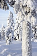 Objetivo 70 to 200
Bosques nevados de Laponia
Finlandia
LAPONIA
Foto: 11902