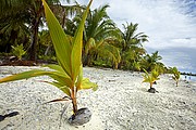 Fakarava, Fakarava, Polinesia Francesa