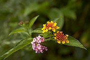 Tahiti, Tahiti, Polinesia Francesa