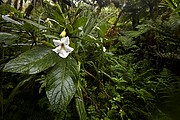 Tahiti, Tahiti, Polinesia Francesa