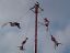 Papantla
Voladores de Papantla
Veracruz