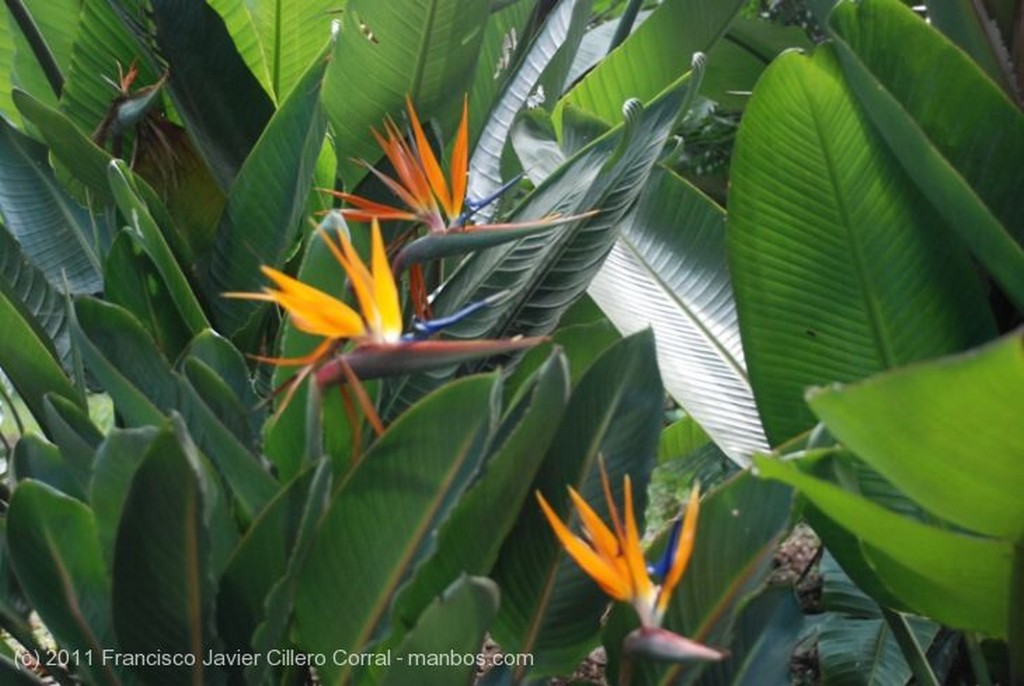 Medellin
Flor de San Joaquin
Antioquia