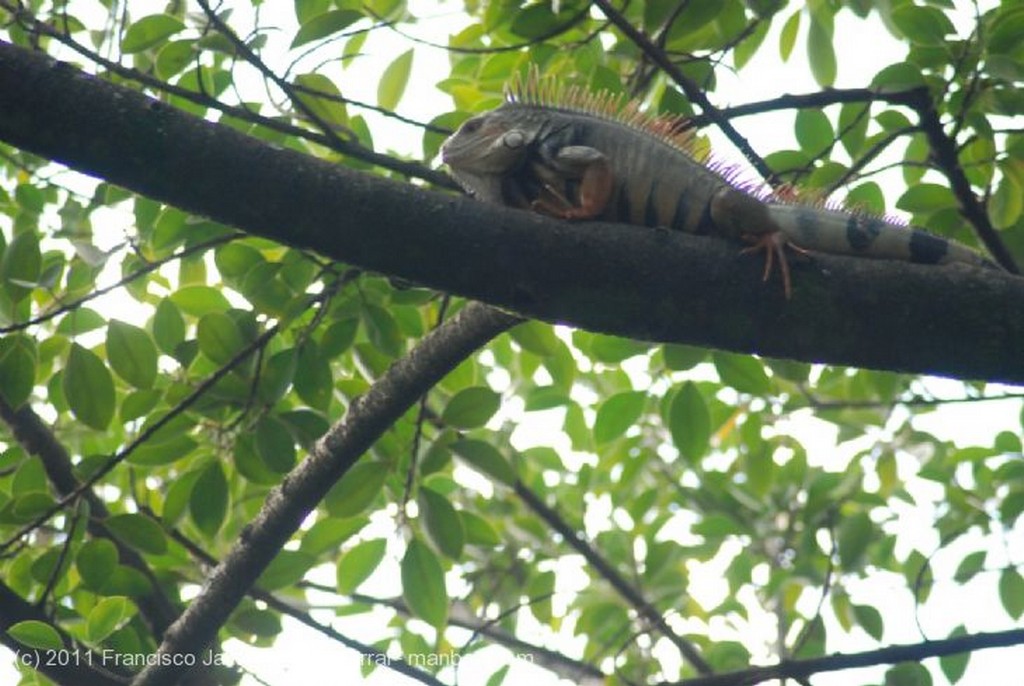 Medellin
Iguana
Antioquia