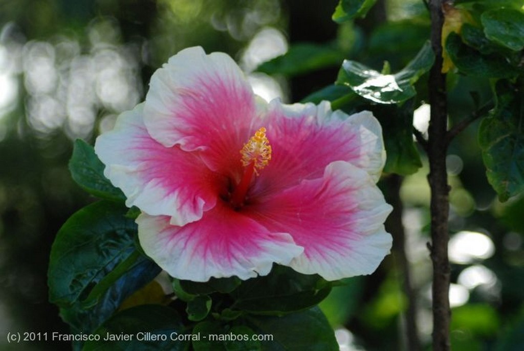 Medellin
Flor de San Joaquin
Antioquia