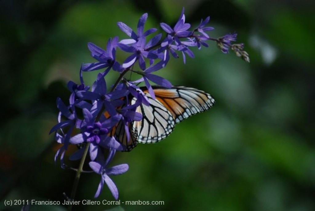 Medellin
Heliconias
Antioquia