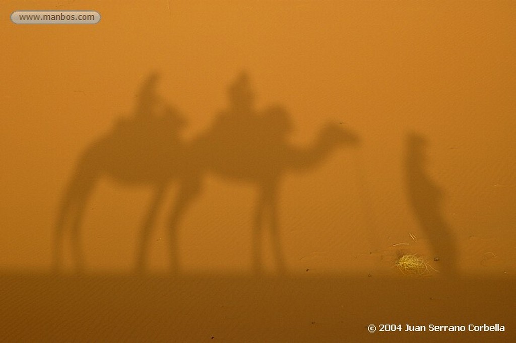 Merzouga
Camel
Marruecos