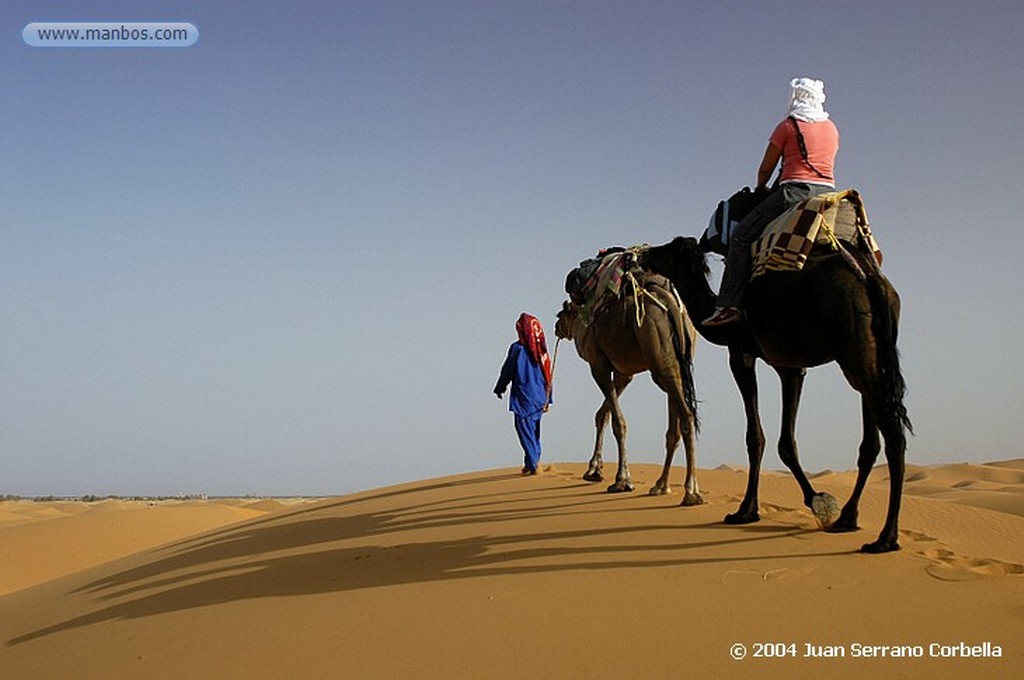 Merzouga
Camel
Marruecos