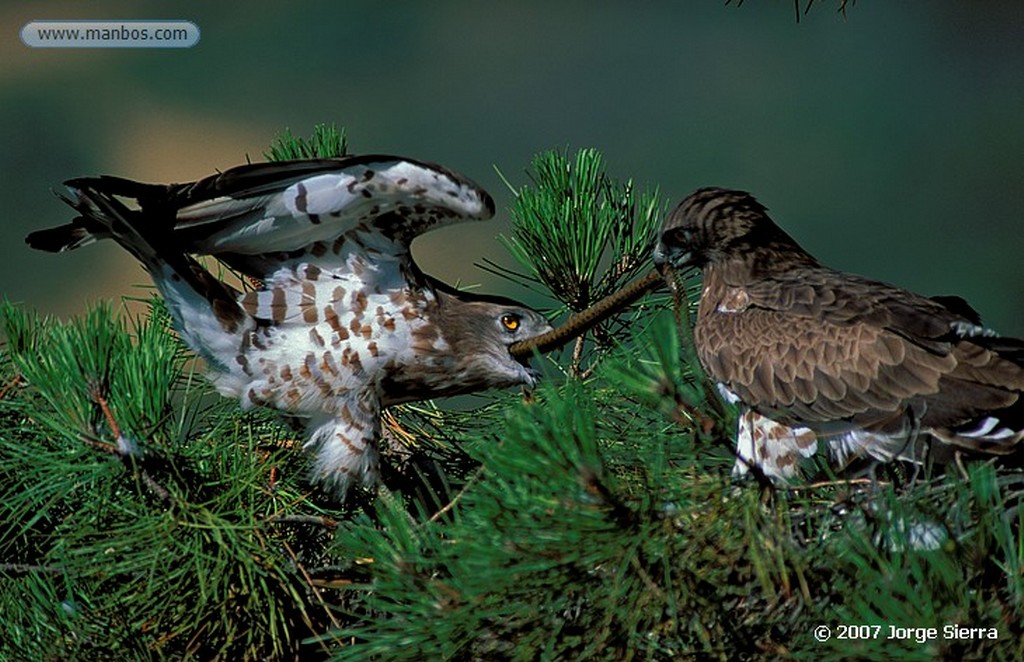 Naturaleza
Aguila imperial
Caceres