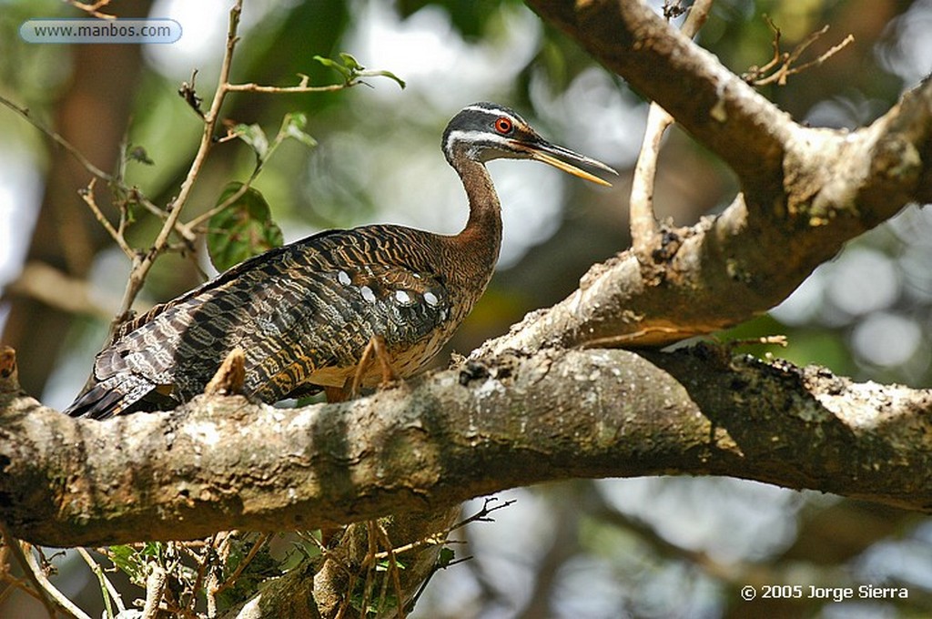 Naturaleza
Avutarda (Otis tarda)
Zamora