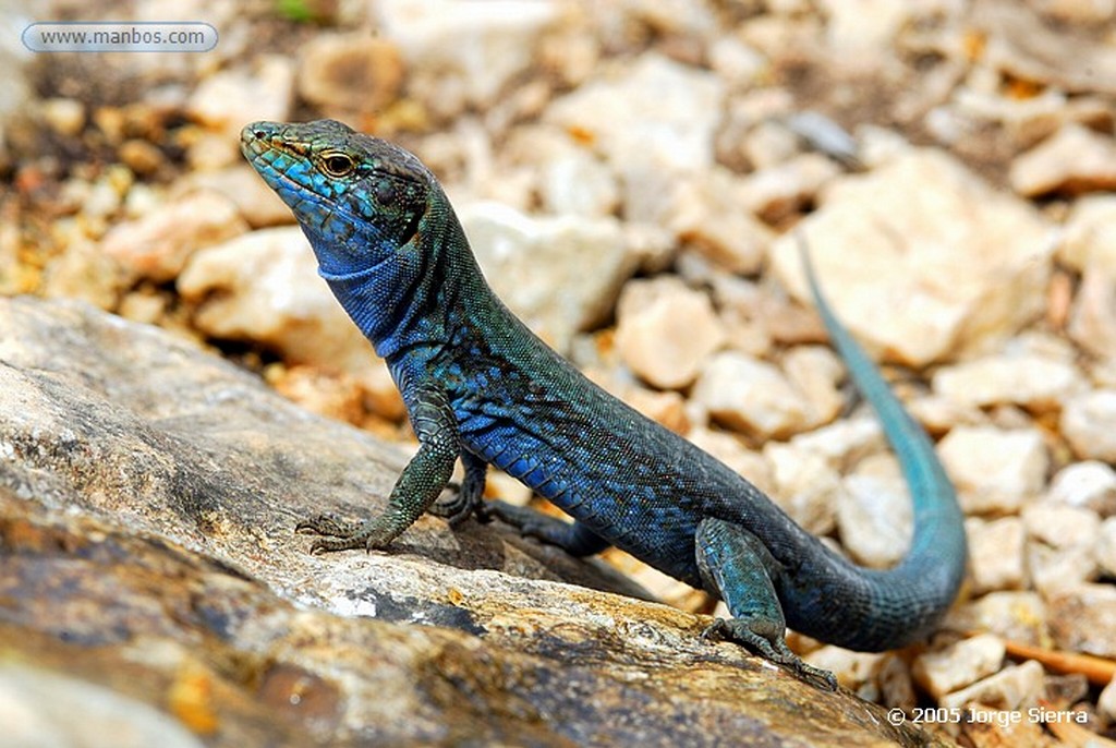 Naturaleza
Cabrera, Parque Nacional
Palma de Mallorca