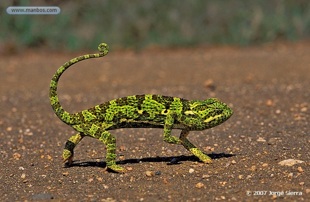 Naturaleza
Ciervo ibérico
Toledo