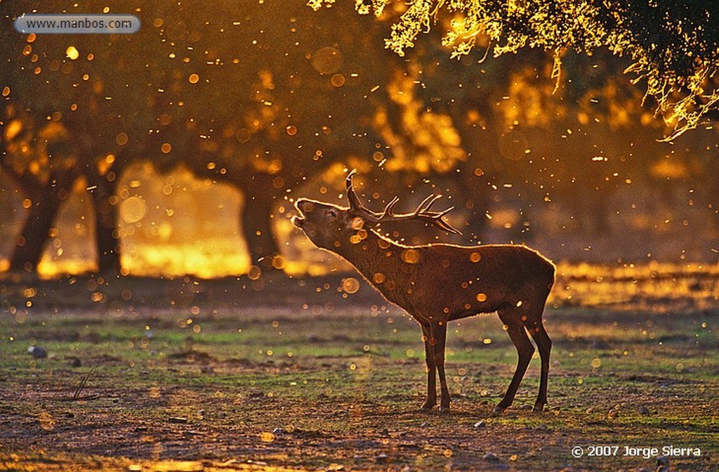 Naturaleza
Cigüeña negra
Toledo