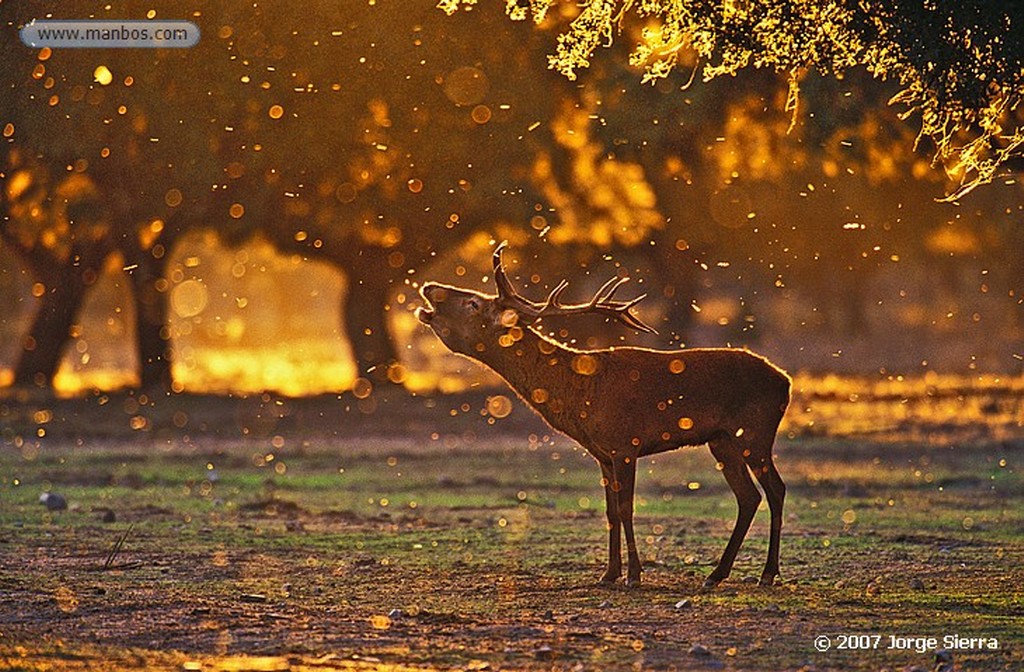 Naturaleza
Cigüeña blanca
Madrid