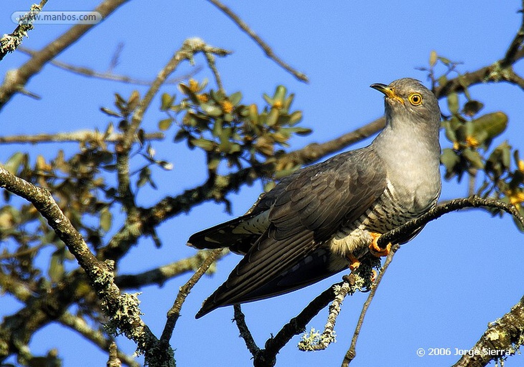 Naturaleza
Culebra bastarda
Toledo