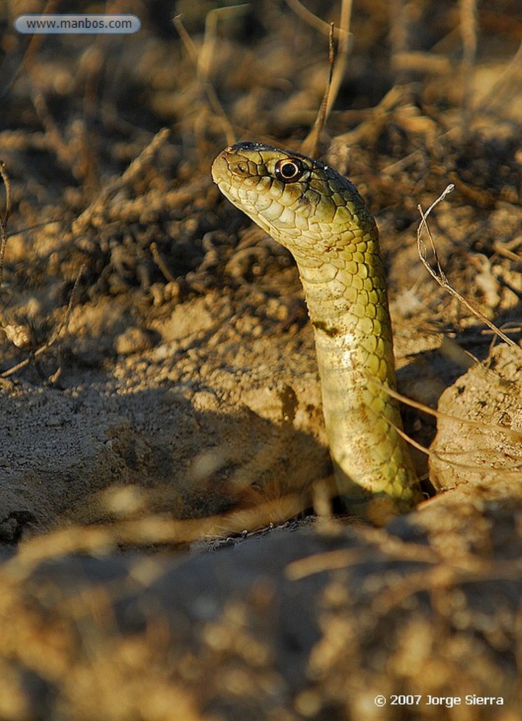 Naturaleza
Curruca cabecinegra
Toledo