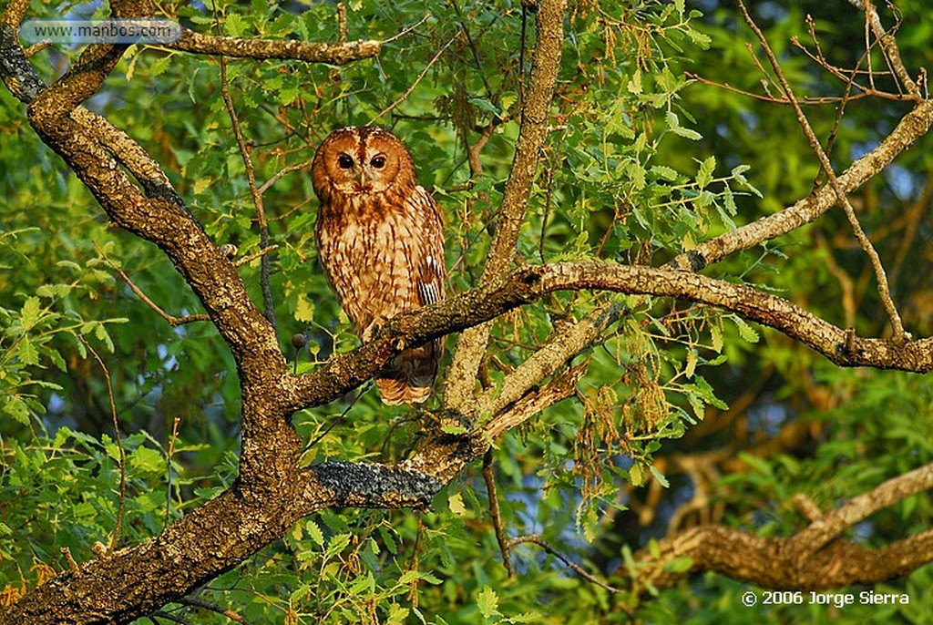 Naturaleza
Dehesa y laguna
Toledo