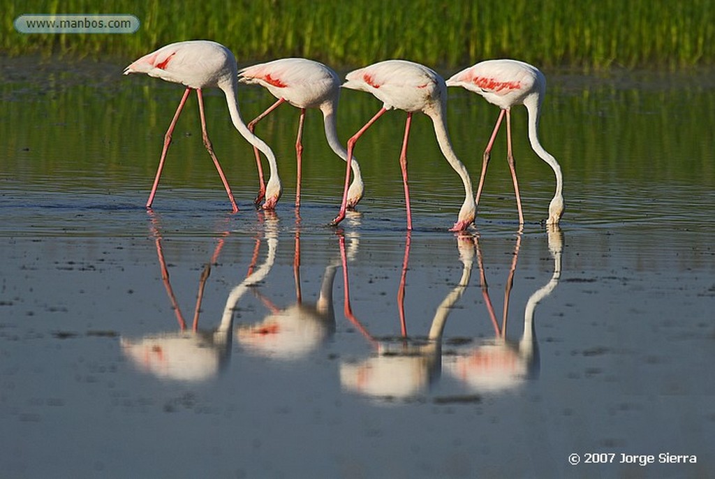 Naturaleza
DOÑANA, PARQUE NACIONAL
Huelva