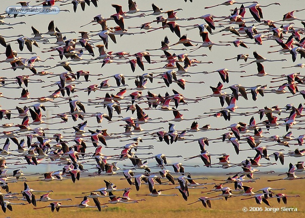 Naturaleza
DOÑANA, PARQUE NACIONAL
Huelva