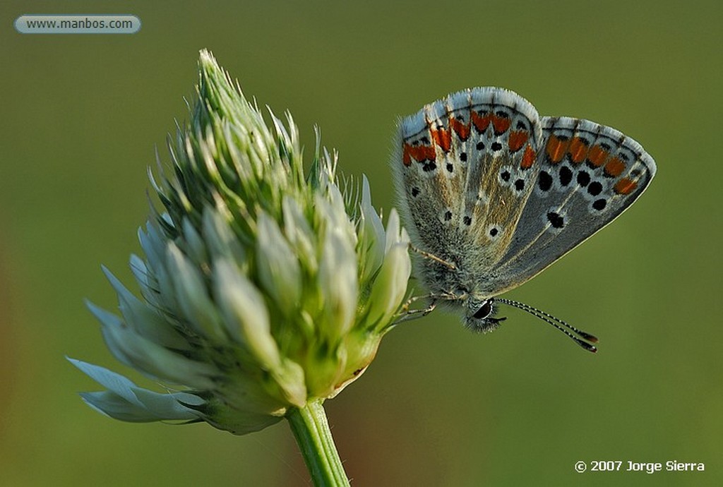 Naturaleza
Abubilla
Toledo