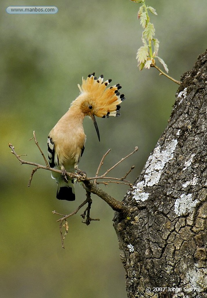 Naturaleza
Galápago leproso
Sudafrica