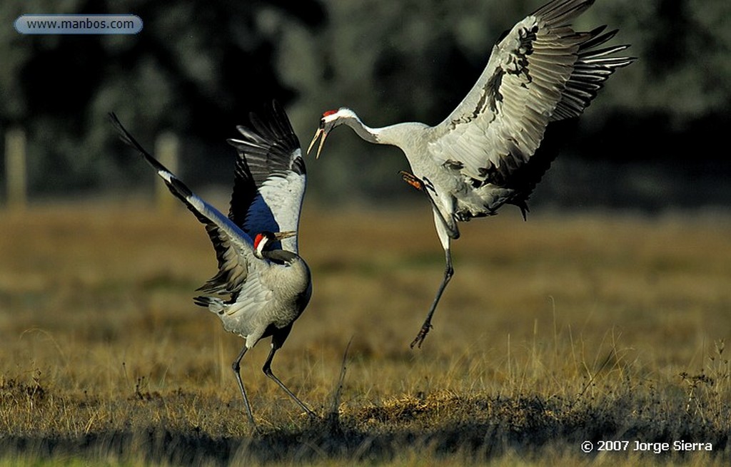 Naturaleza
Grullas en la dehesa
Toledo