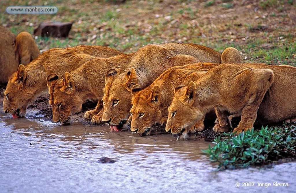 Foto de Naturaleza, Leones, Sudafrica - Leones en Sudáfrica