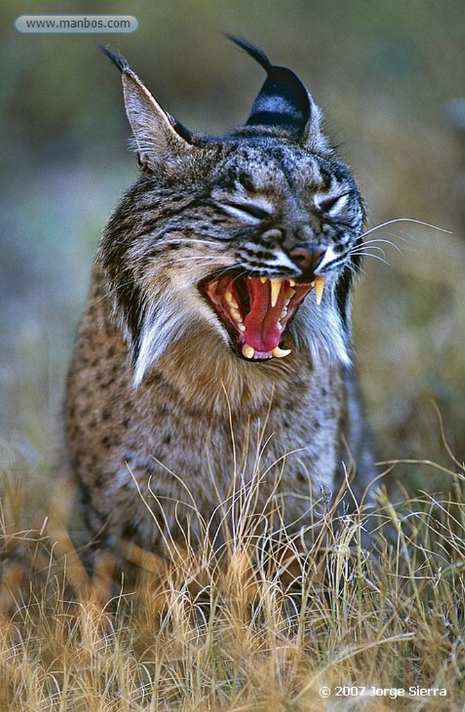 Naturaleza
LINCE IBÉRICO (LYNX PARDINA) - IBERIAN LYNX
Parque Nacional Doñana