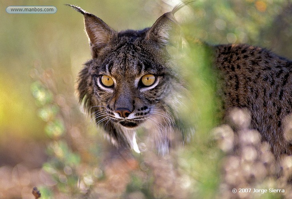 Naturaleza
LINCE IBÉRICO (LYNX PARDINA) - IBERIAN LYNX
Parque Nacional Doñana