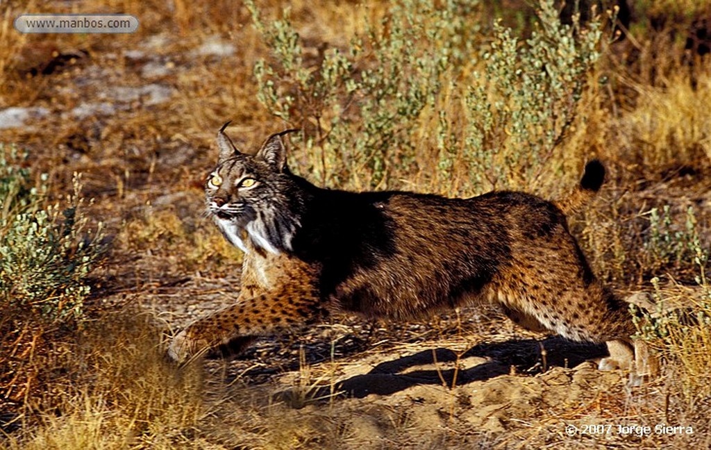 Naturaleza
LINCE IBÉRICO (LYNX PARDINA) - IBERIAN LYNX
Parque Nacional Doñana