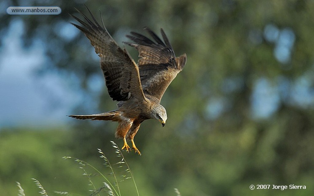 Naturaleza
Monte de Boadilla
Madrid