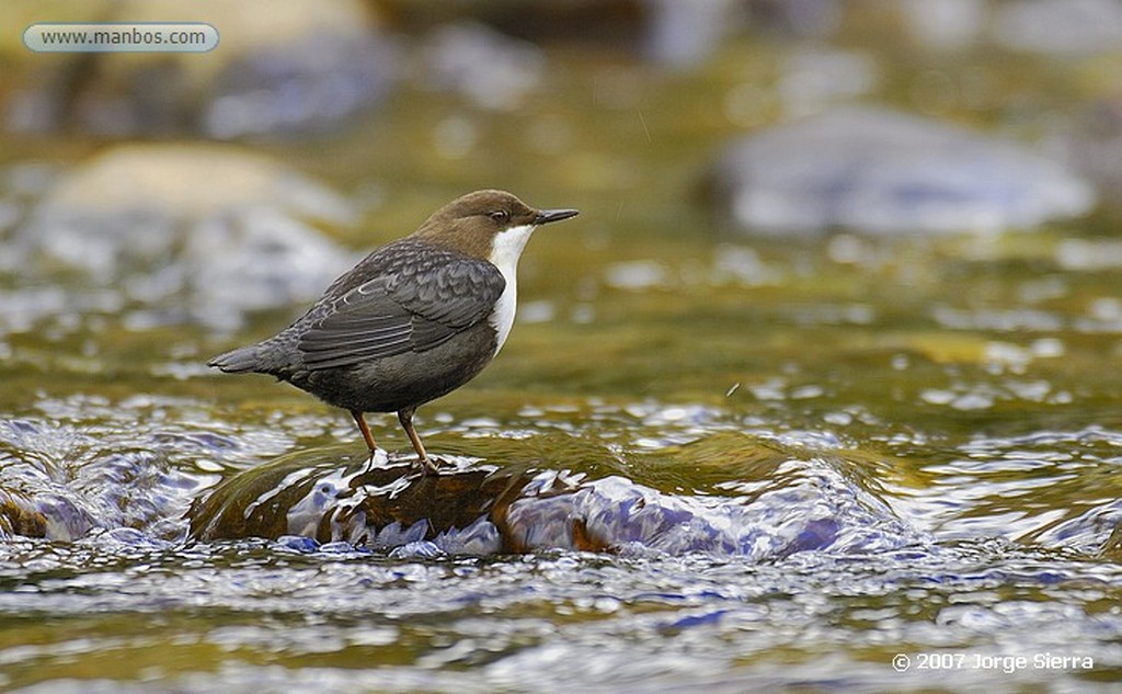 Naturaleza
Quebrantahuesos (Gypaetus barbatus)
Huesca