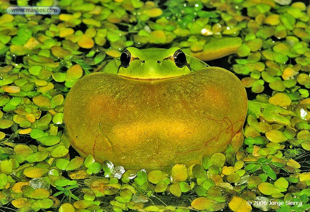 Naturaleza
DOÑANA, PARQUE NACIONAL
Huelva