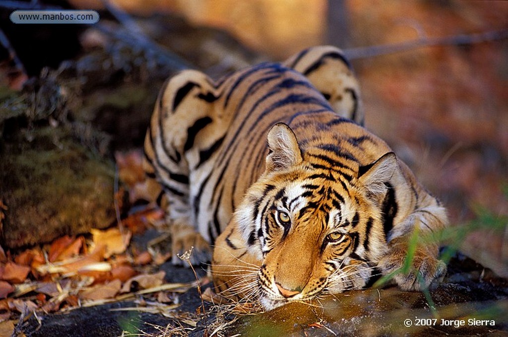 Naturaleza
Leopardo (Panthera pardus)
Sudafrica