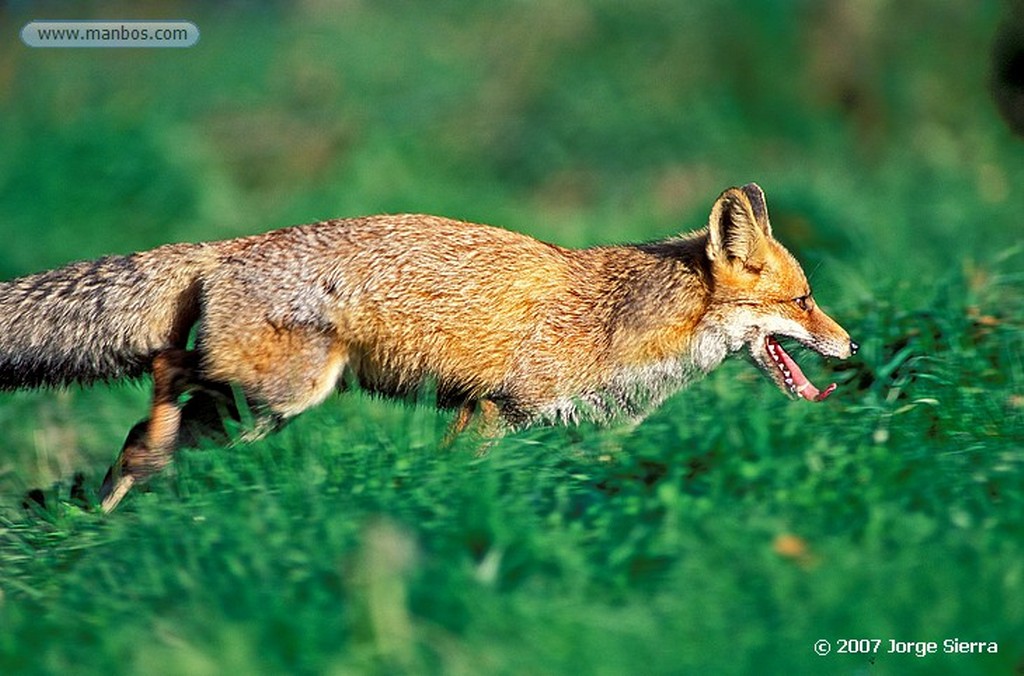 Naturaleza
Zorro - Fox (Vulpes vulpes)
Toledo