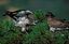 Naturaleza
AGUILA CULEBRERA (Circaetus gallicus)
Avila