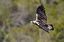 Naturaleza
Aguila imperial
Caceres