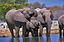 Naturaleza
Elefantes (Etosha, Namibia)
Namibia