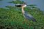 Naturaleza
Garza gris  (Ardea cinerea) South Africa
Parque Nacional Kruger