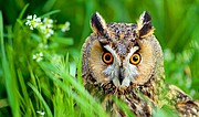 Buho chico, Naturaleza, España