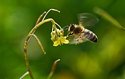 Abeja, Naturaleza, España