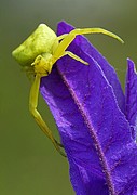 Araña cangrejo, Naturaleza, España