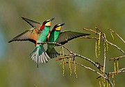 Abejarucos, Naturaleza, España