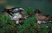 Aguila culebrera, Naturaleza, España