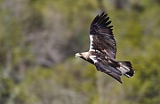 Aguila imperial, Naturaleza, España