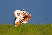 Avutarda, Naturaleza, España