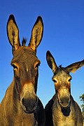 Burros, Naturaleza, España