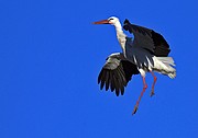 Cigüeña blanca, Naturaleza, España