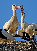 Cigüeña blanca, Naturaleza, España